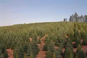 Tree Farm